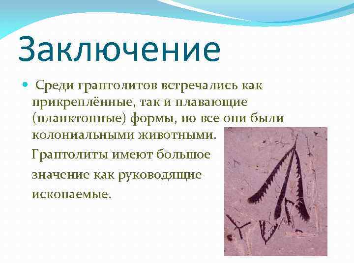 Заключение Среди граптолитов встречались как прикреплённые, так и плавающие (планктонные) формы, но все они