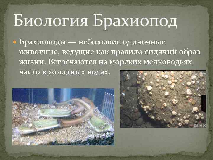 Биология Брахиоподы — небольшие одиночные животные, ведущие как правило сидячий образ жизни. Встречаются на