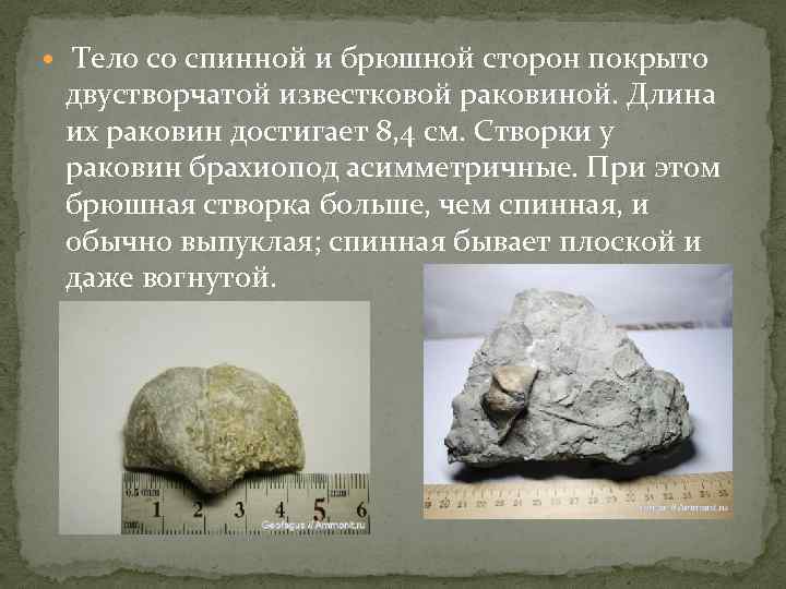  Тело со спинной и брюшной сторон покрыто двустворчатой известковой раковиной. Длина их раковин