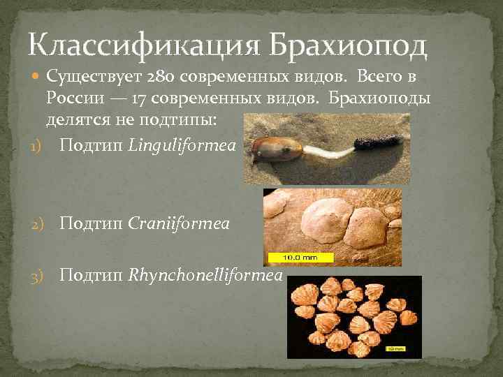 Классификация Брахиопод Существует 280 современных видов. Всего в России — 17 современных видов. Брахиоподы