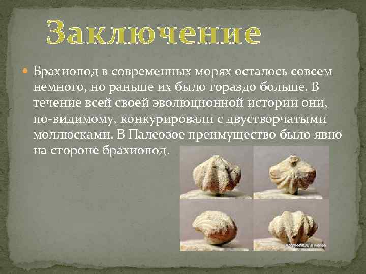 Заключение Брахиопод в современных морях осталось совсем немного, но раньше их было гораздо больше.