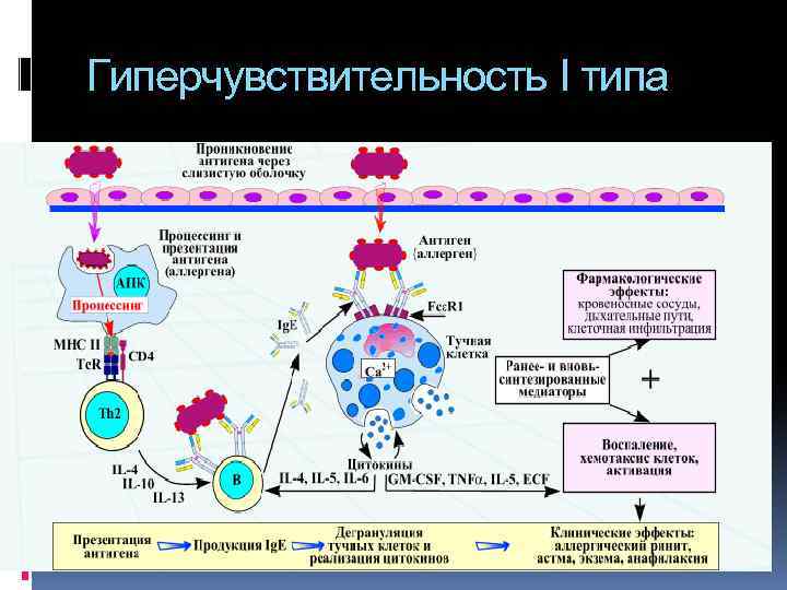 Гиперчувствительность I типа 