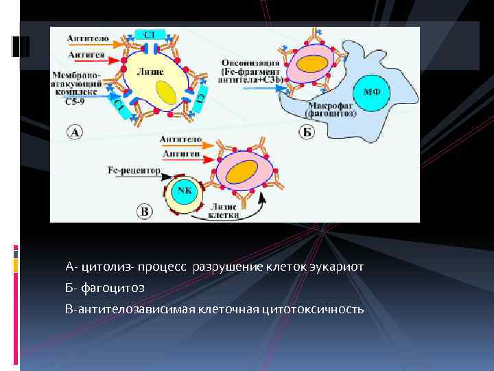 А цитолиз процесс разрушение клеток эукариот Б фагоцитоз В антителозависимая клеточная цитотоксичность 