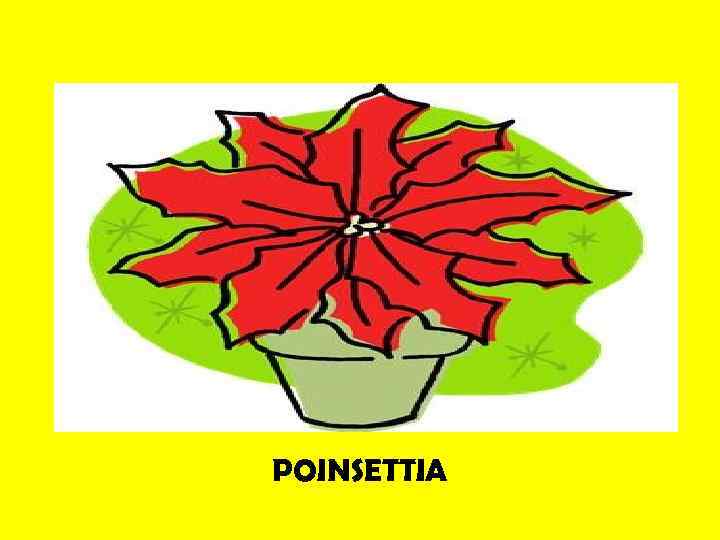 POINSETTIA 