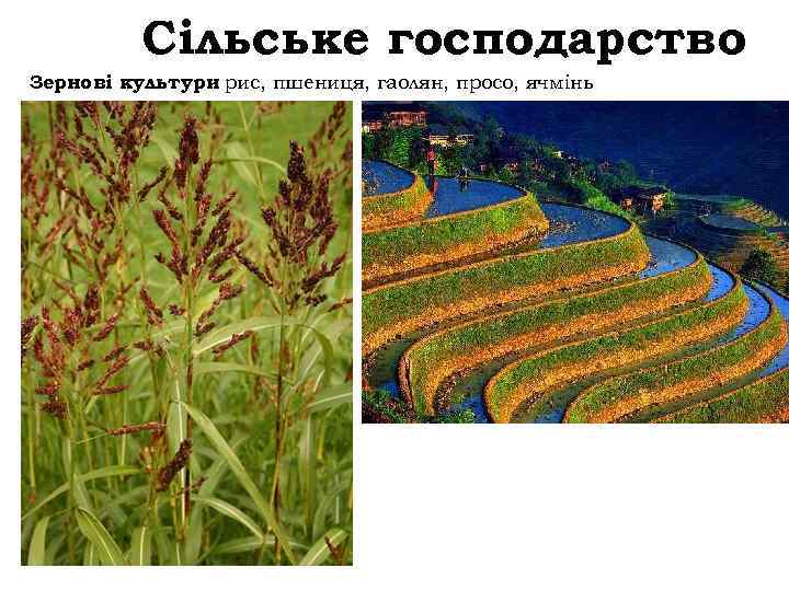 Сільське господарство Зернові культури рис, пшениця, гаолян, просо, ячмінь – 