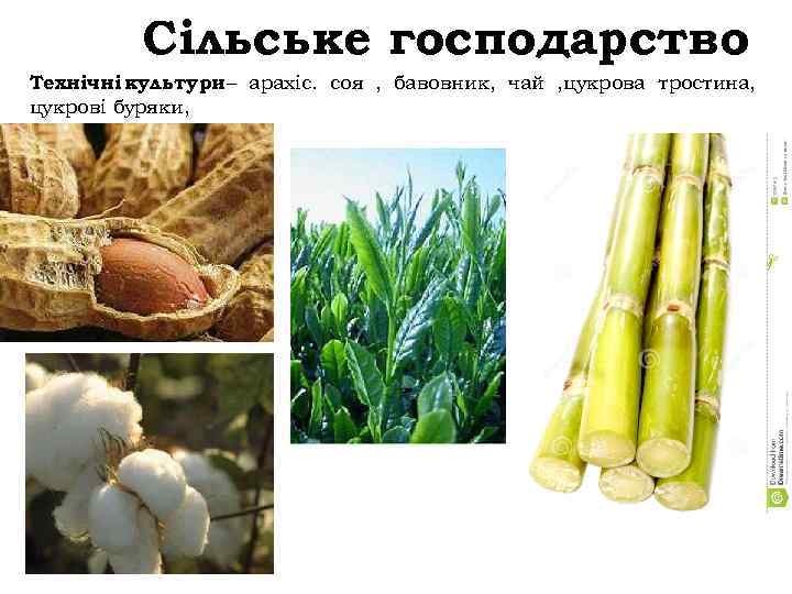 Сільське господарство Технічні культури – арахіс. соя , бавовник, чай , цукрова тростина, цукрові