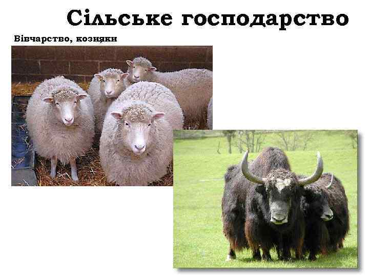 Сільське господарство Вівчарство, кози, яки 