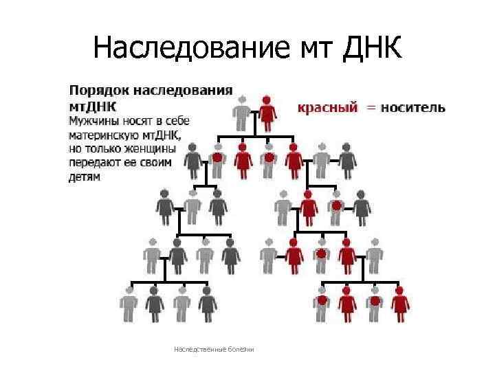 Наследование мт ДНК Наследственные болезни 