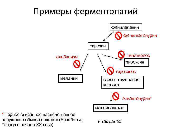 Примеры ферментопатий фенилаланин фенилкетонурия тирозин гипотиреоз альбинизм тироксин тирозиноз меланин гомогентизиновая кислота Алкаптонурия* малеилацетат