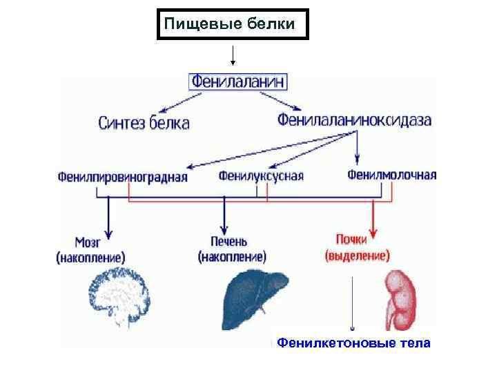 Пищевые белки Фенилкетоновые тела 