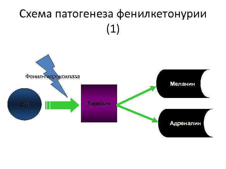 Схема патогенеза фенилкетонурии (1) Фенил-гидроксилаза Меланин ФА Тирозин Адреналин 