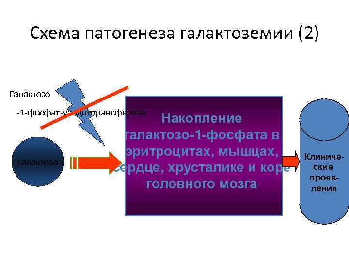 Схема патогенеза галактоземии (2) Галактозо -1 -фосфат-уридилтрансфераза галактоза Накопление галактозо-1 -фосфата в эритроцитах, мышцах,
