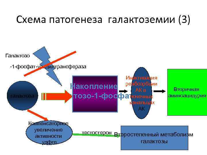 Схема патогенеза галактоземии (3) Галактозо -1 -фосфат-уридилтрансфераза галактоза Инактивация Накопление реабсорбции АК в почечных