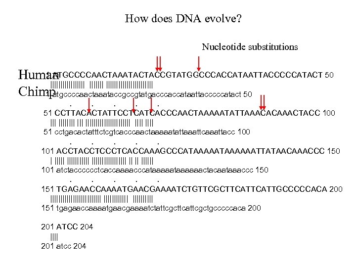 How does DNA evolve? Nucleotide substitutions 1 ATGCCCCAACTAAATACTACCGTATGGCCCACCATAATTACCCCCATACT 50 Human ||||||||||||||| Chimp 1 atgccccaactaaataccgccgtatgacccaccataattacccccatact
