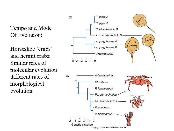 Tempo and Mode Of Evolution: Horseshoe ‘crabs’ and hermit crabs: Similar rates of molecular