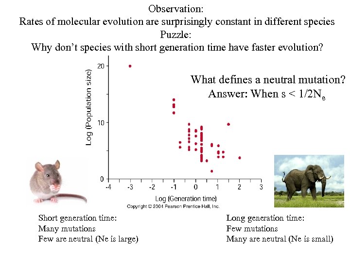 Observation: Rates of molecular evolution are surprisingly constant in different species Puzzle: Why don’t