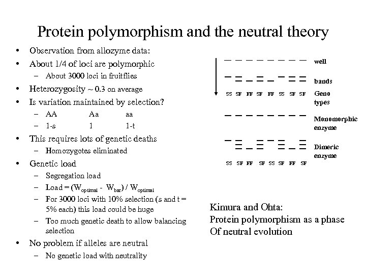 Protein polymorphism and the neutral theory • • Observation from allozyme data: About 1/4