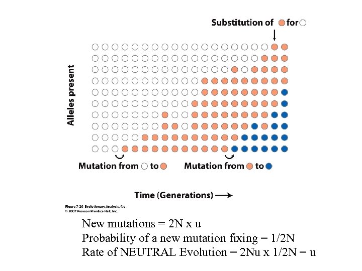 New mutations = 2 N x u Probability of a new mutation fixing =