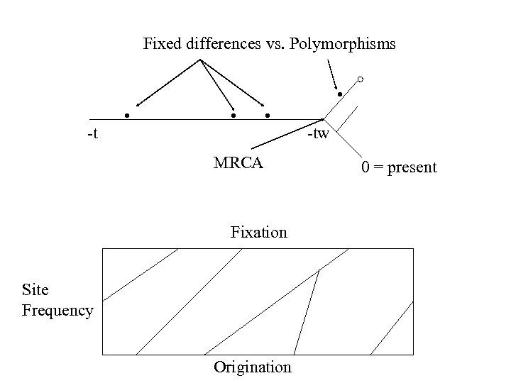 Fixed differences vs. Polymorphisms • -t • • • MRCA Fixation Site Frequency Origination