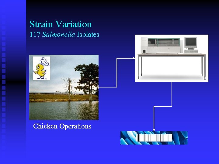Strain Variation 117 Salmonella Isolates Chicken Operations 