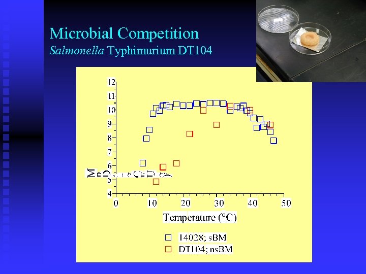 Microbial Competition Salmonella Typhimurium DT 104 