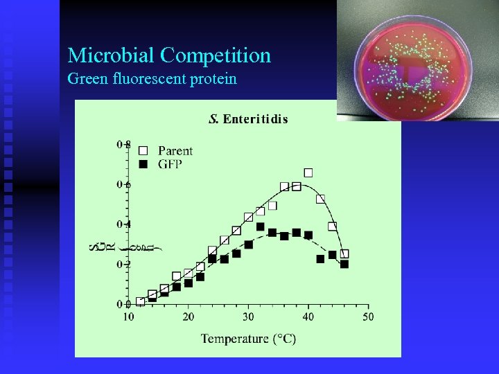 Microbial Competition Green fluorescent protein 