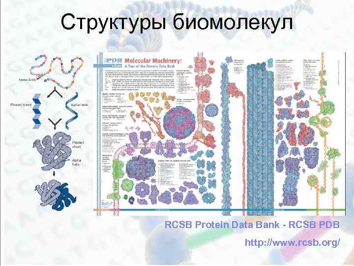 Сохраняет структуру. Структуры биомолекул. Строение биомолекул. Структура и функции биомолекул. Строение и функции биомолекул.