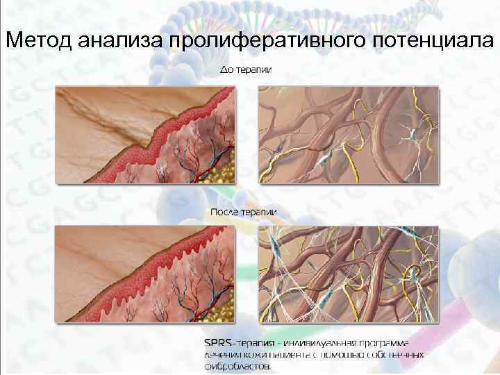 Метод анализа пролиферативного потенциала 