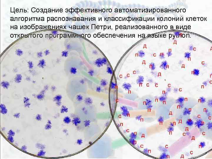 Цель: Создание эффективного автоматизированного алгоритма распознавания и классификации колоний клеток на изображениях чашек Петри,