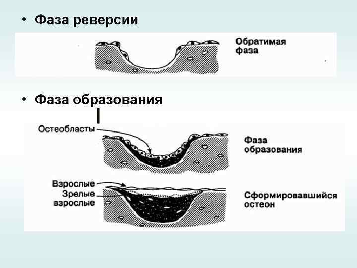  • Фаза реверсии • Фаза образования 