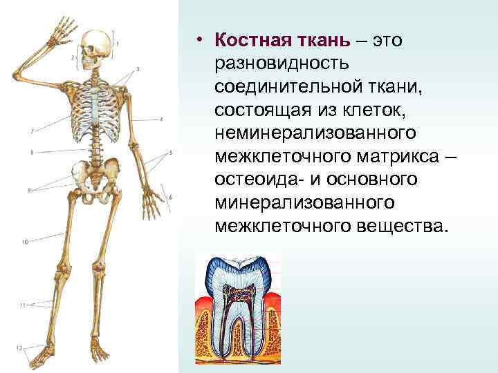  • Костная ткань – это разновидность соединительной ткани, состоящая из клеток, неминерализованного межклеточного