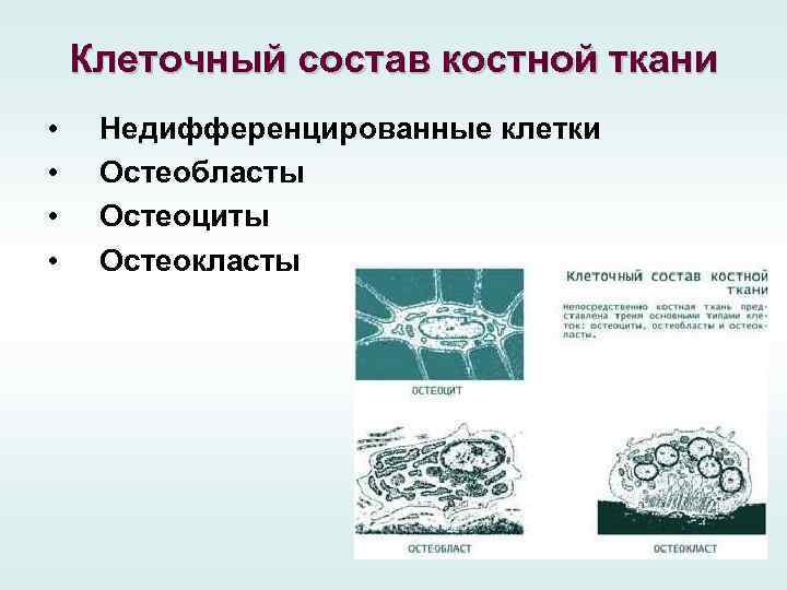 Клеточный состав костной ткани • • Недифференцированные клетки Остеобласты Остеоциты Остеокласты 