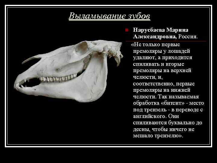 Выламывание зубов Нарусбаева Марина Александровна, Россия. «Не только первые премоляры у лошадей удаляют, а