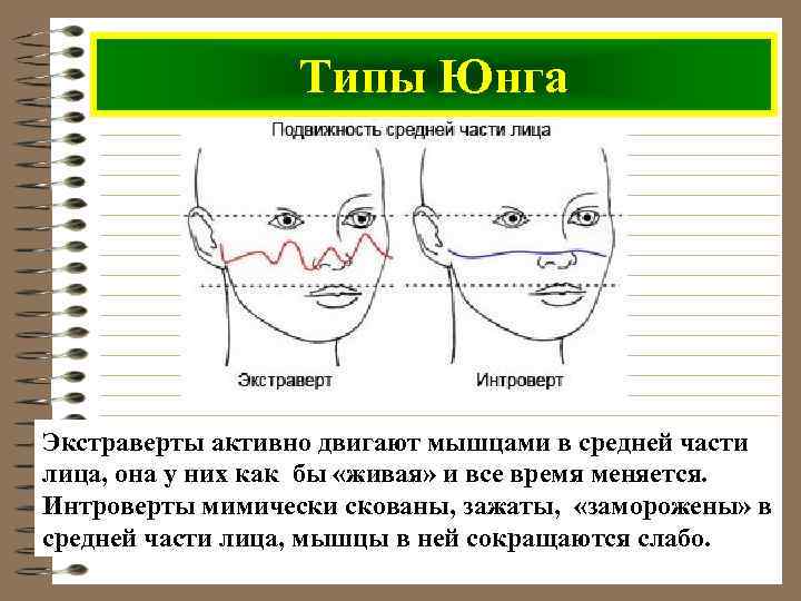 Чувствуйте тип. Типы по Юнгу. Юнг интроверт и экстраверт. Типы характеров Юнга. Юнг типы личности.