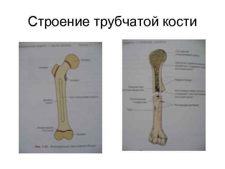 Трубчатые кости детей. Трубчатая кость строение.