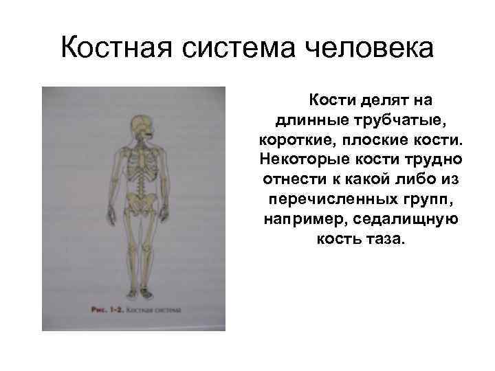 Костная система человека Кости делят на длинные трубчатые, короткие, плоские кости. Некоторые кости трудно