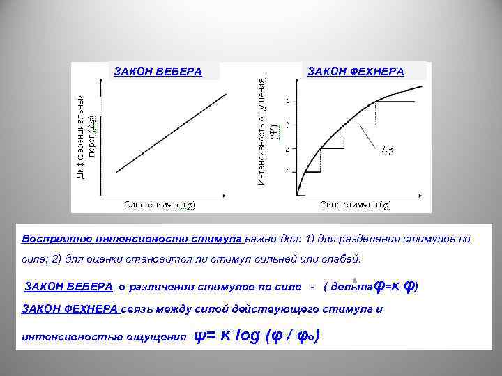 Зависимость между ощущением и силой физического стимула