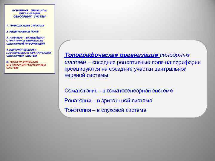 Топографическая организация сенсорных систем – соседние рецептивные поля на периферии проецируются на соседние участки