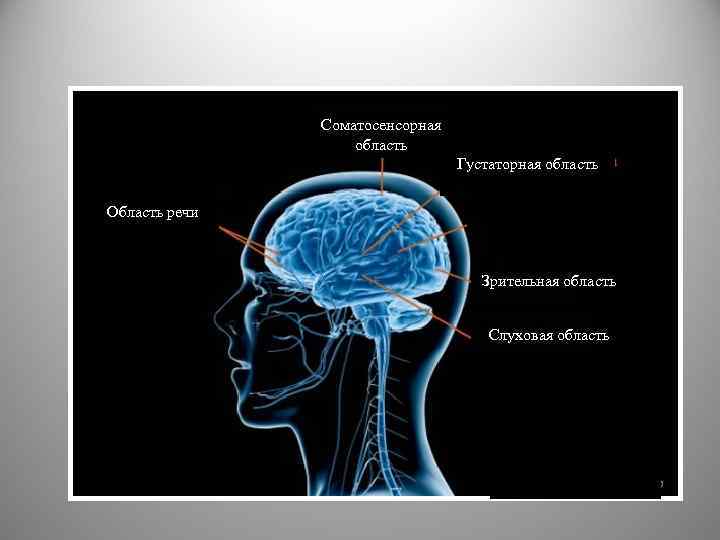 Соматосенсорная область ГГГггг. Густаторная область Область речи Соматосенсорная область Зрительная область Слуховая область Соматосенсорная