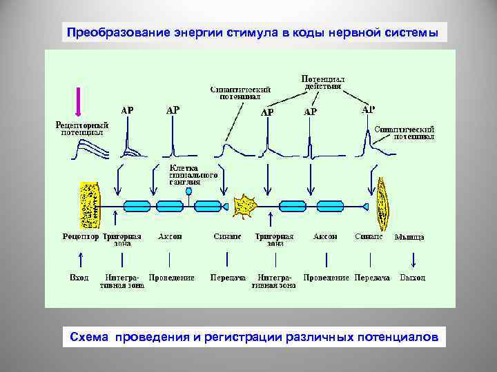 Преобразование энергии стимула в коды нервной системы Схема проведения и регистрации различных потенциалов 