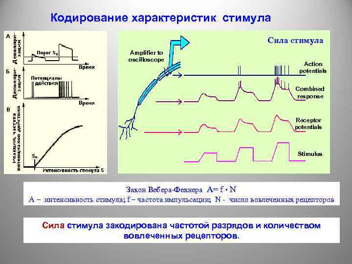 Характеристика стимулов