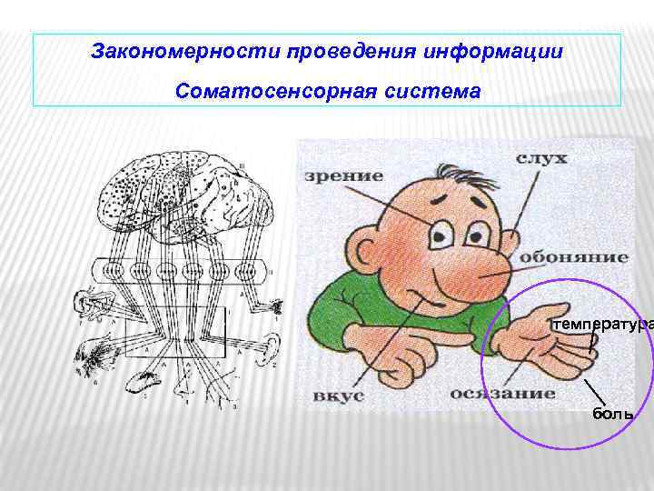 Закономерности проведения информации Соматосенсорная система температура боль 