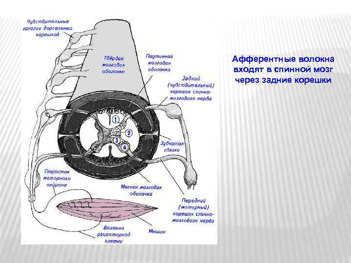 Афферентные волокна входят в спинной мозг через задние корешки 