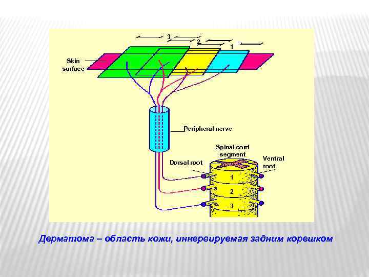 3 2 1 Skin surface Peripheral nerve Spinal cord segment Dorsal root Ventral root