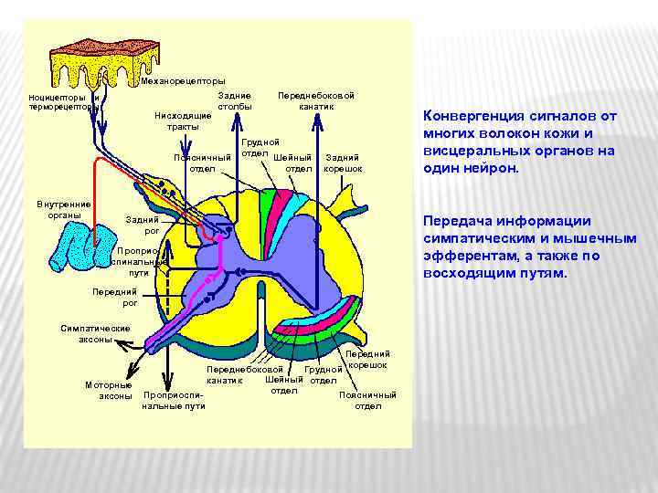 Механорецепторы Ноцицепторы и терморецепторы Нисходящие тракты Задние столбы Поясничный отдел Внутренние органы Переднебоковой канатик