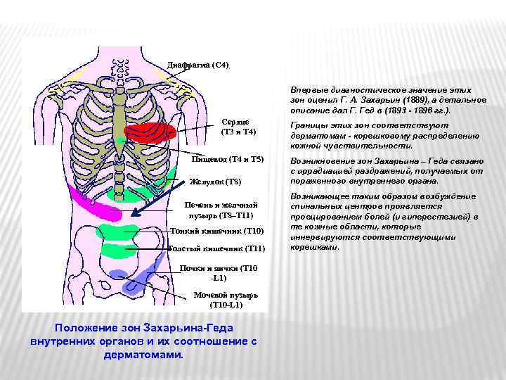 Диафрагма (С 4) Впервые диагностическое значение этих зон оценил Г. А. Захарьин (1889), а