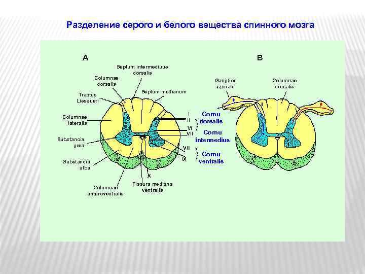 Разделение серого и белого вещества спинного мозга A B Septum intermediuus dorsalis Columnae dorsalis