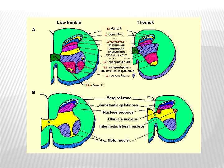 Low lumber Thorack I L 1 -боль, tº A L 2 -боль, tº+ L