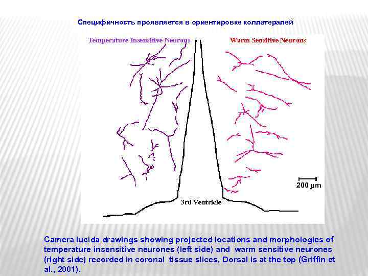 Специфичность проявляется в ориентировке коллатералей Temperature Insensitive Neurons Warm Sensitive Neurons 200 m 3