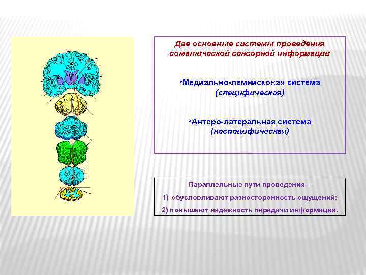 Две основные системы проведения соматической сенсорной информации • Медиально-лемнисковая система (специфическая) • Антеро-латеральная система
